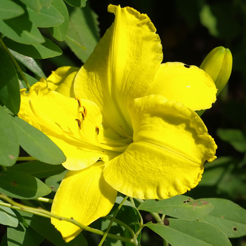 Hemerocallis Sun Temple Spirit